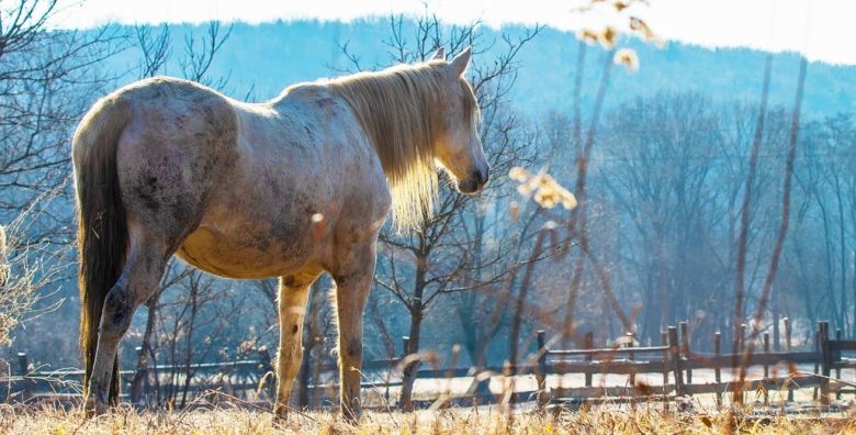 Kerca BIO Farm  El Parador kucica na drvetu Kercaszomor  Madjarska  333 €
