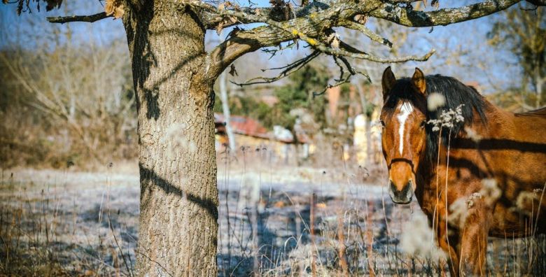 Kerca BIO Farm  La Amarilla apartman Kercaszomor  Madjarska  249 €