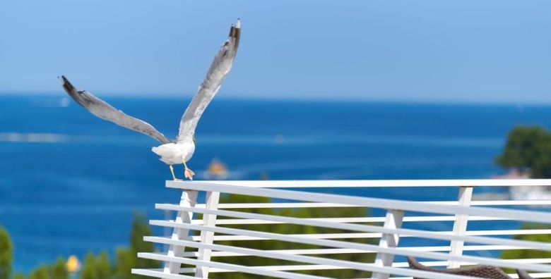 Hotel Albatros Plava Laguna  First minute all inclusive obiteljsko ljeto u Porecu Porec Istra Hrvatska  1459 €