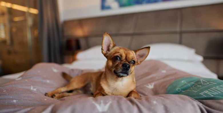 Hotel Paris  Kratki odmor u Opatiji Opatija Hrvatska  90 EUR  1x nocenje u dvokrevetnoj Superior sobi za 2 osobe Polupansion bogati buffet dorucak i buffet vecera 