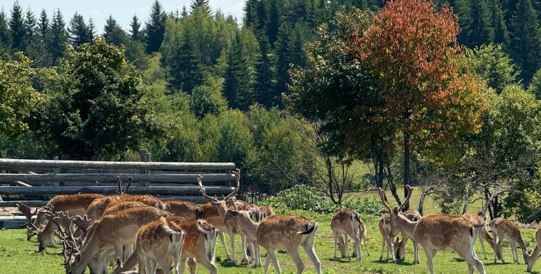 Turisticko naselje Ajdinovici SRCA  Hotel Horizont i Depadansa  Ljetni vikend odmor za dvoje Olovo Bosna i Hercegovina  255 50 EUR  2x nocenje u hotelu Horizont ili Depadansi u dvokrevetnoj sobi za 2 osobe All inclusive