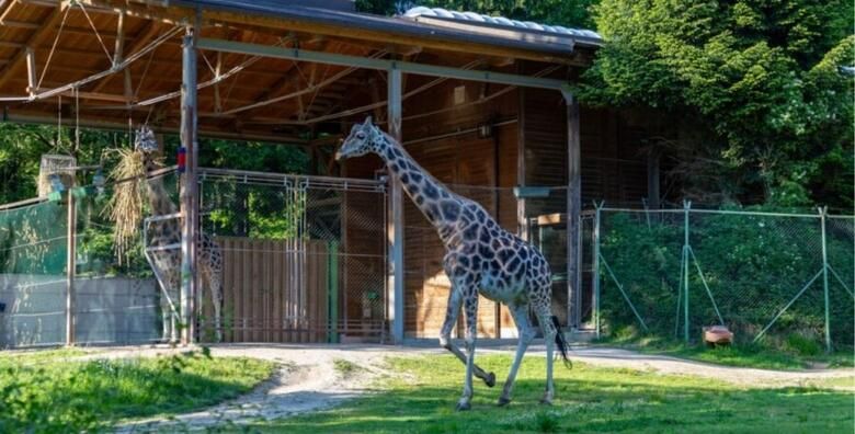 LJUBLJANA I ZOO  posjetite Ljubljanski ZOO sa preko 40 razlicitih zivotinja te razgledajte znamenitosti Ljubljane
